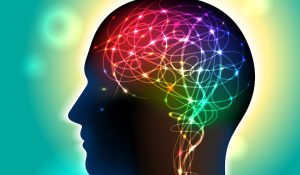 Neurons in the Brain